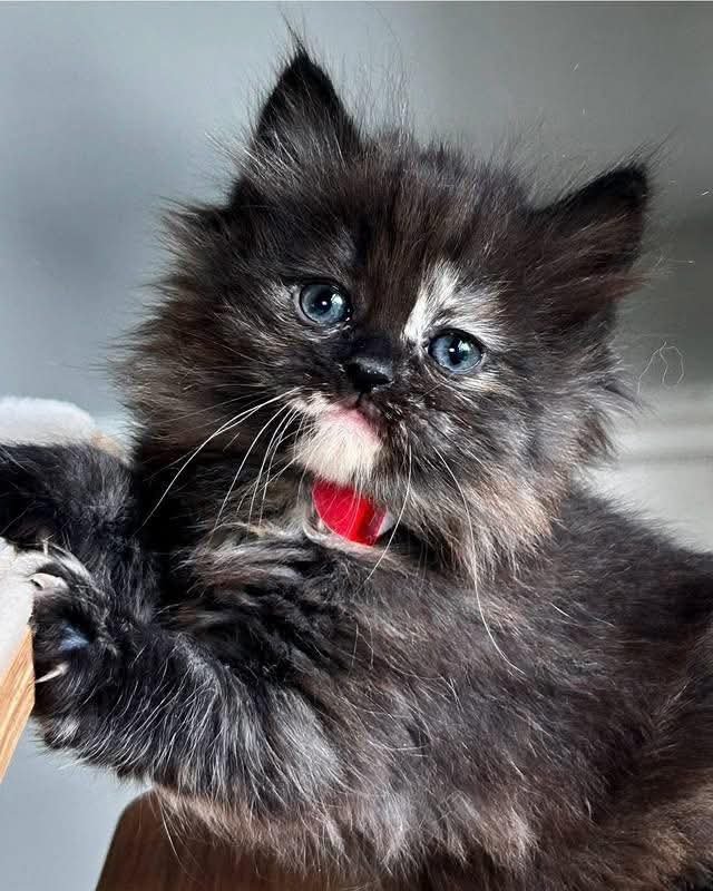 Nina — Maine Coon Kitten